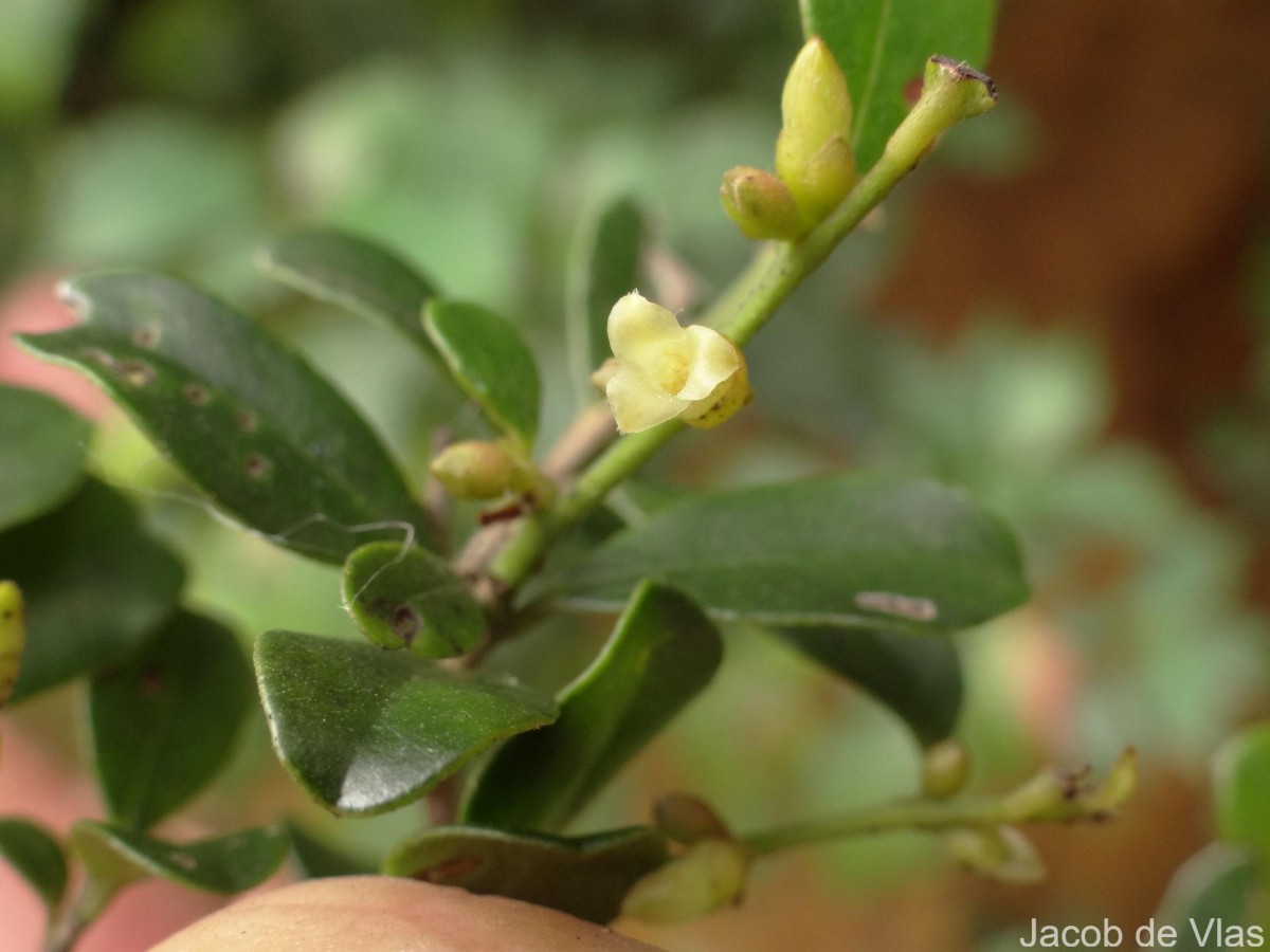 Diospyros ferrea (Willd.) Bakh.